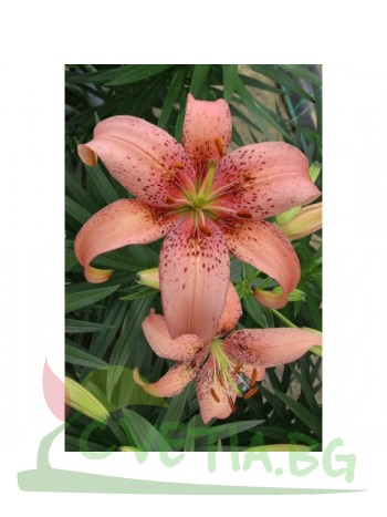 Лилиум 'Morpho Pink' LL113